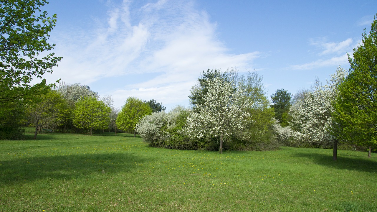 garden meadow plant free photo