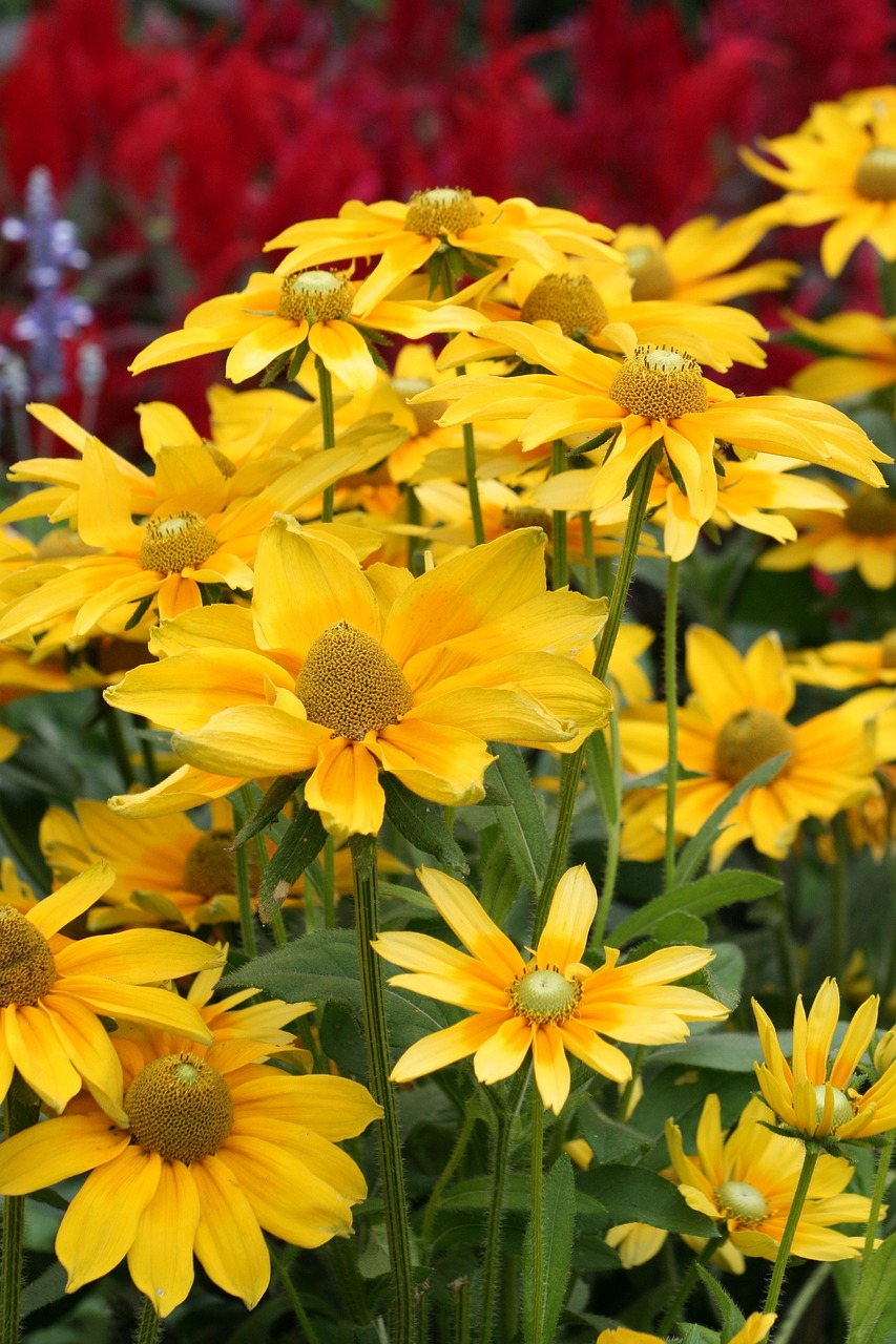 garden flowers yellow flowers free photo