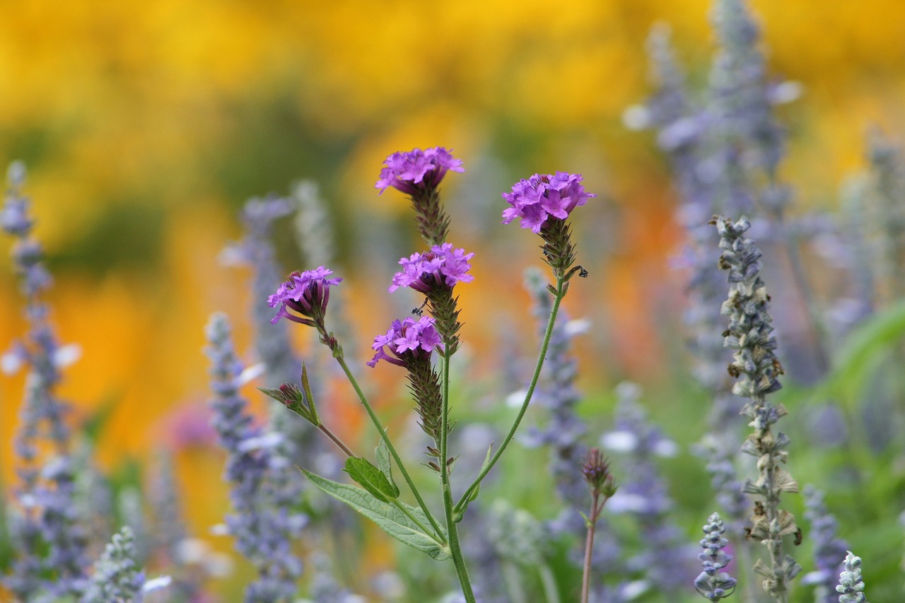 garden flowers purple flowers free photo