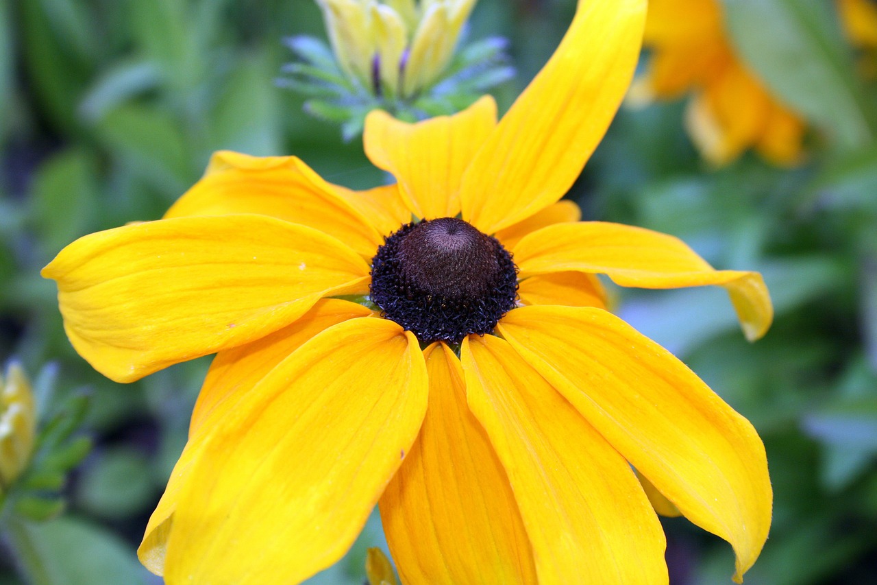 garden sun flower bloom free photo