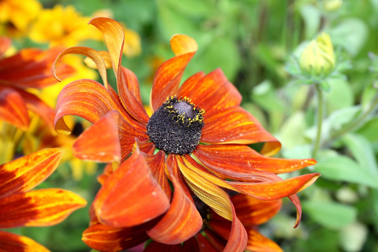 garden sun flower bloom free photo