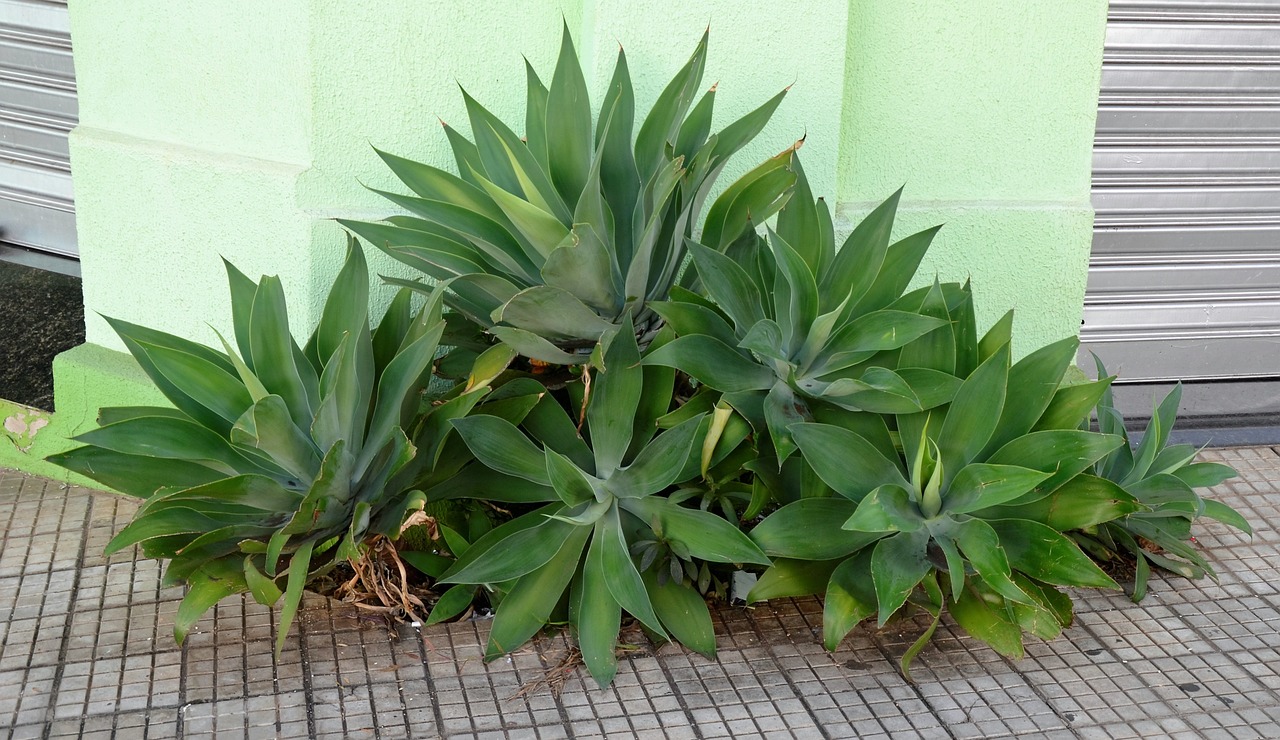 garden green sidewalk free photo