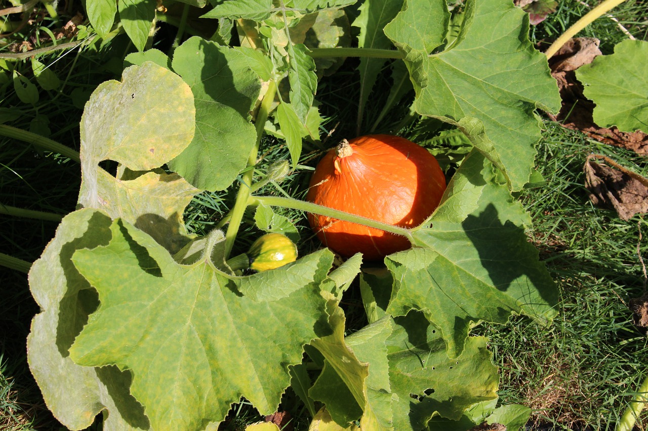 garden pumpkin green free photo