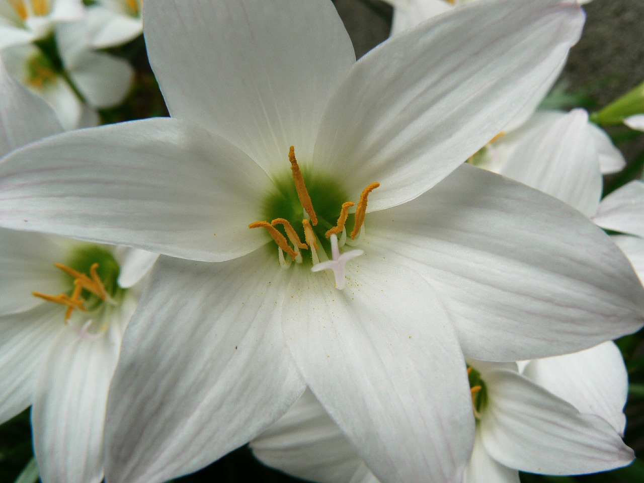 garden flower flowers free photo