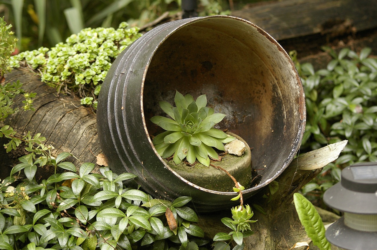 garden plants arrangement free photo