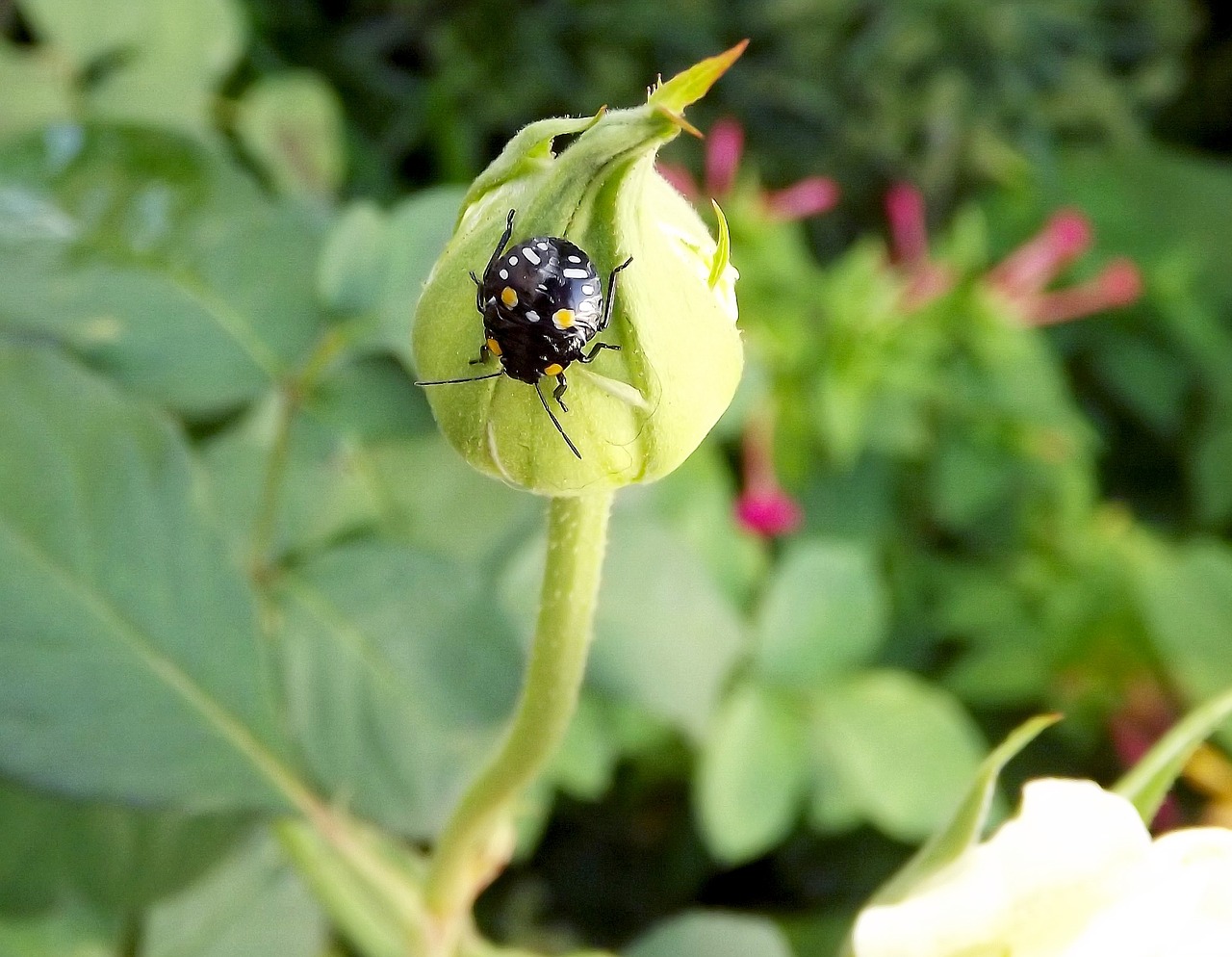 garden insect nature free photo