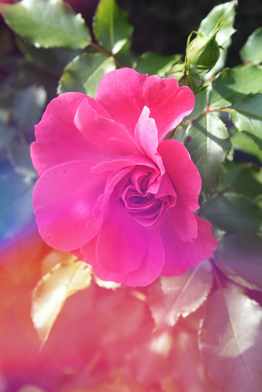 garden flower rose free photo