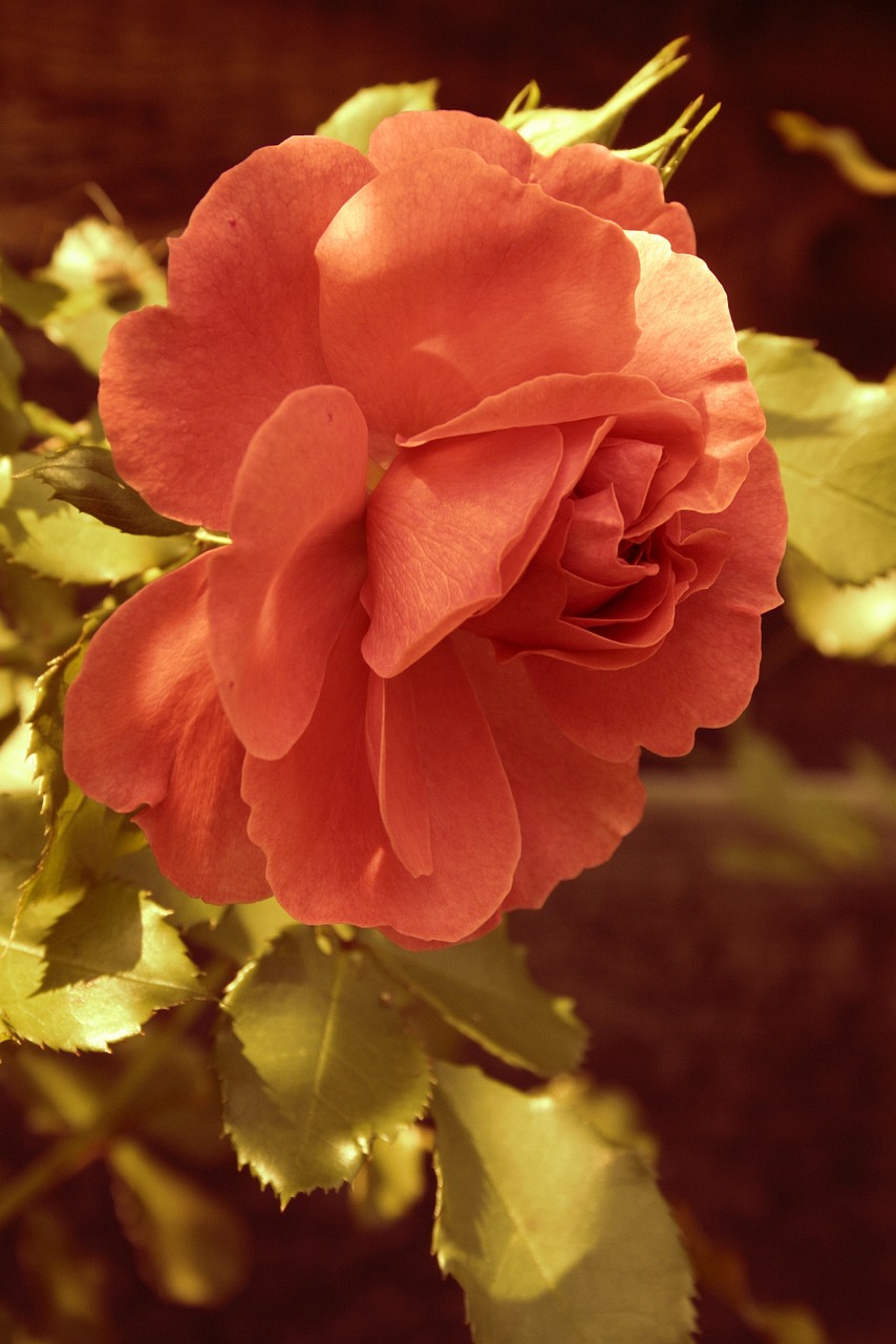 garden flower rose free photo