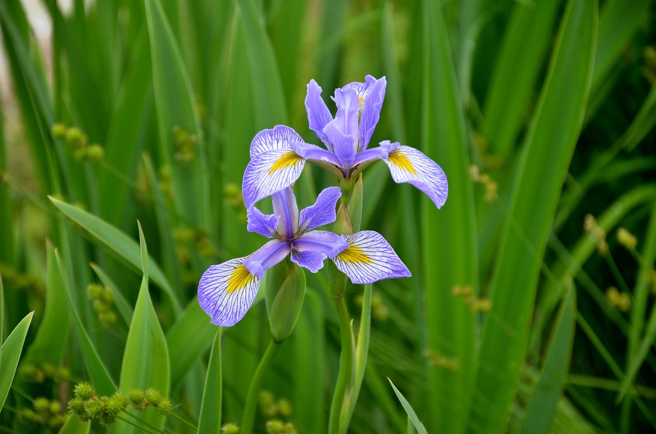 garden flower photo free photo