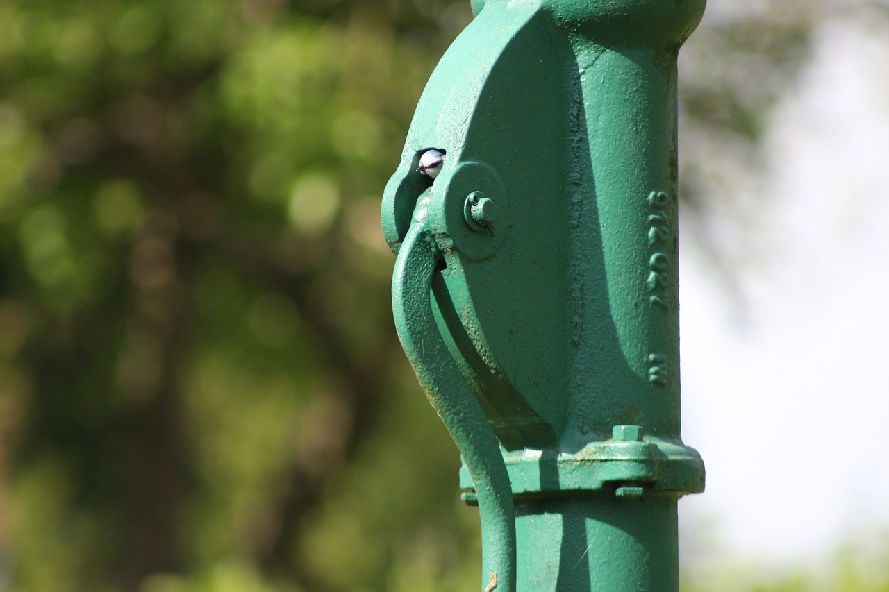 garden nesting place blue tit free photo