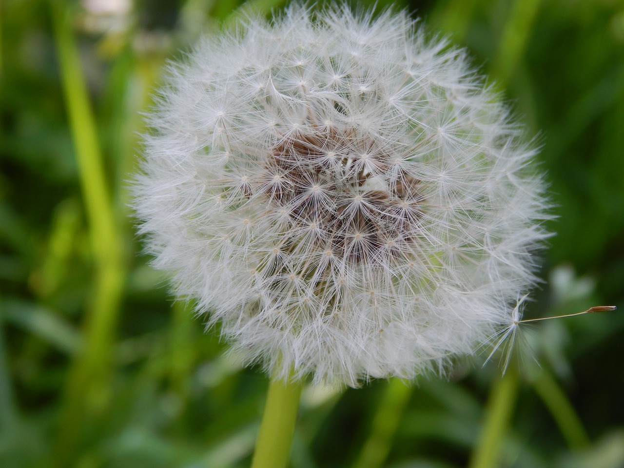 garden nature spring free photo