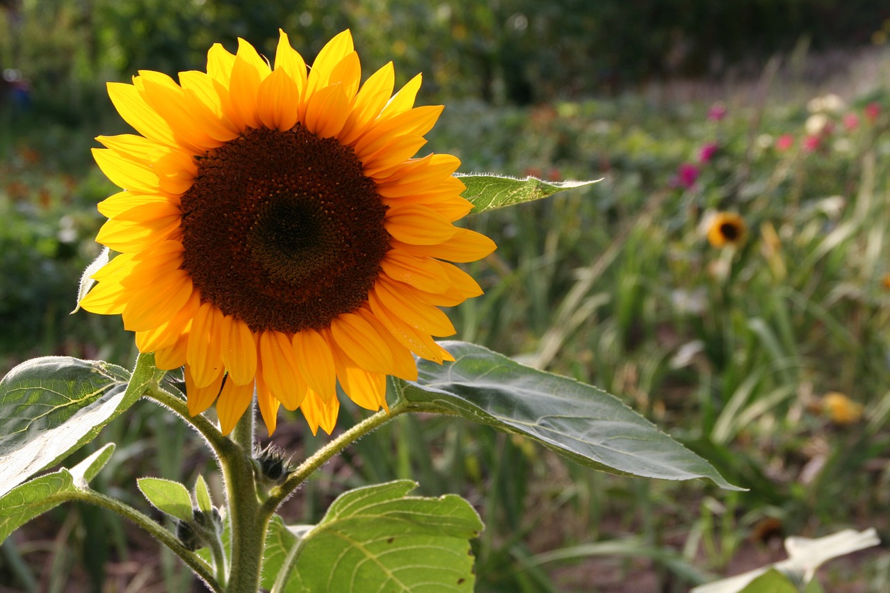 garden sun flower yellow free photo