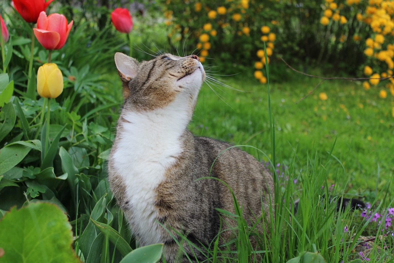 garden tomcat cat free photo