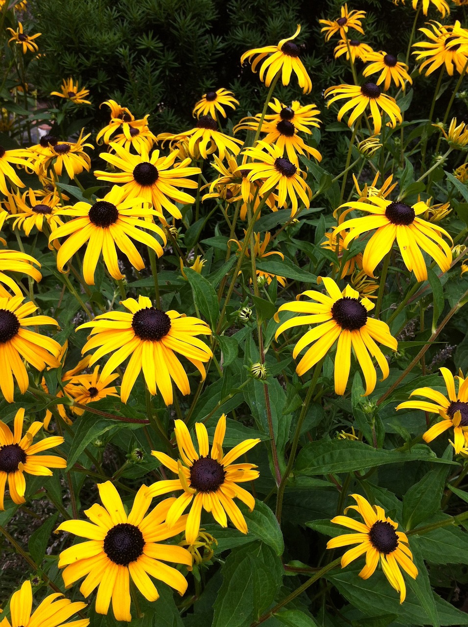 garden yellow bloom free photo