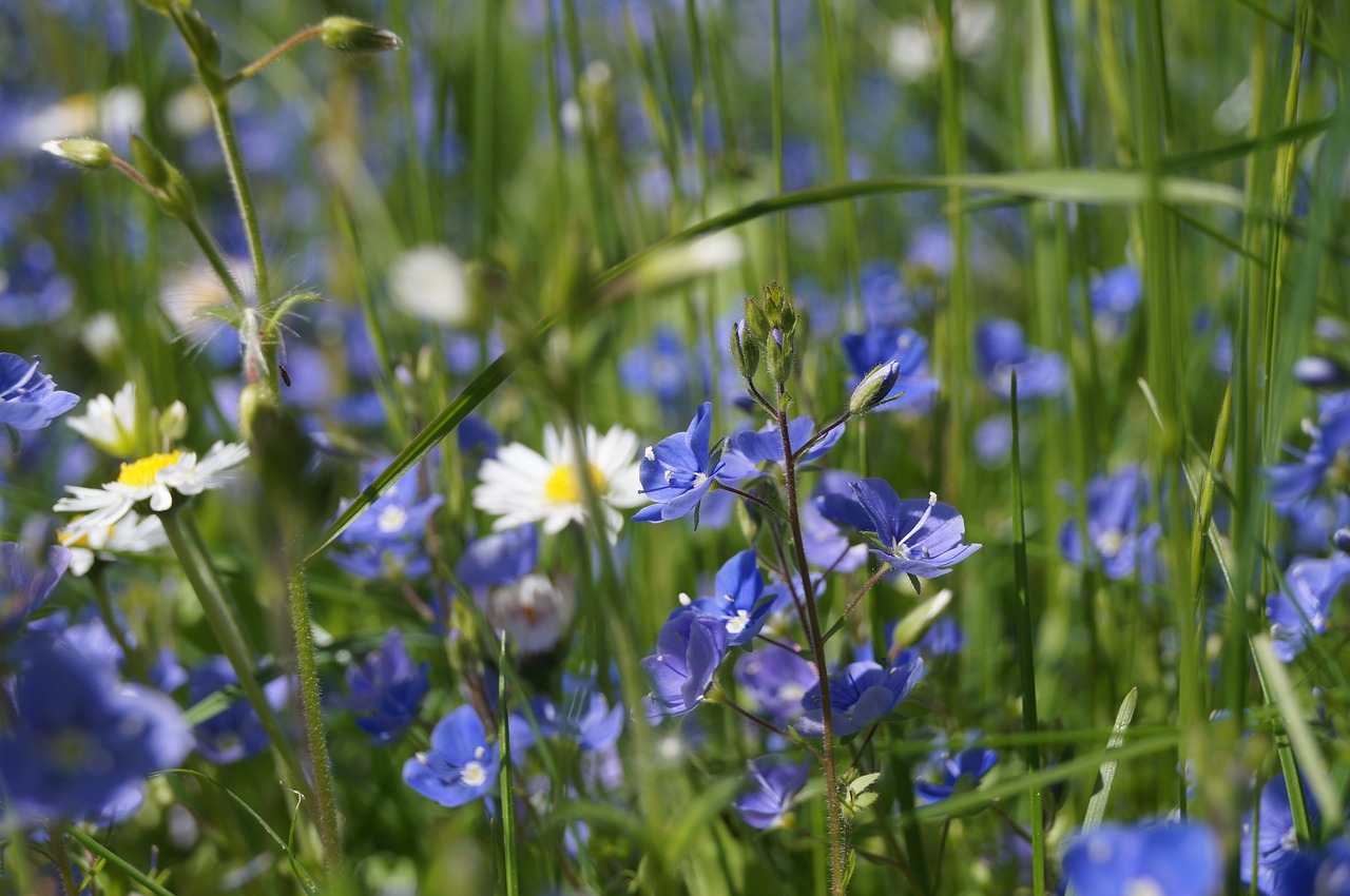 garden bluebells grass free photo