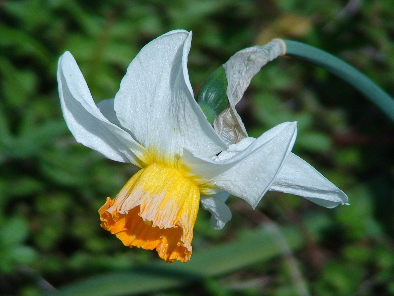 garden spring flowers free photo