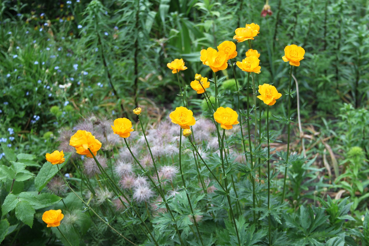 garden yellow a tangled web free photo