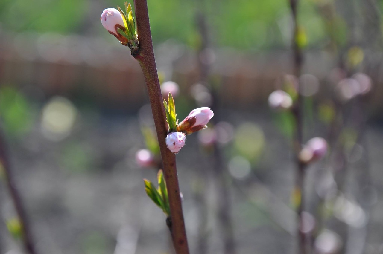 garden bloom tree free photo