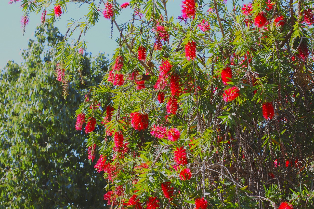 garden flowers flower free photo