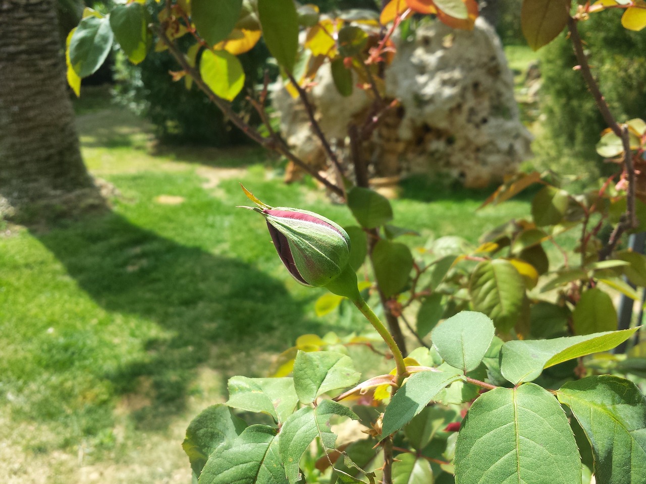 garden rosa spring free photo