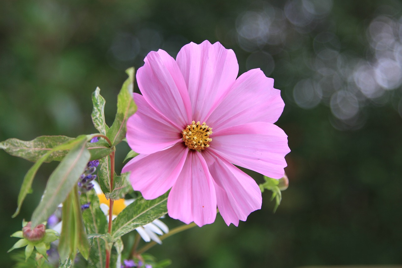 garden blossom bloom free photo