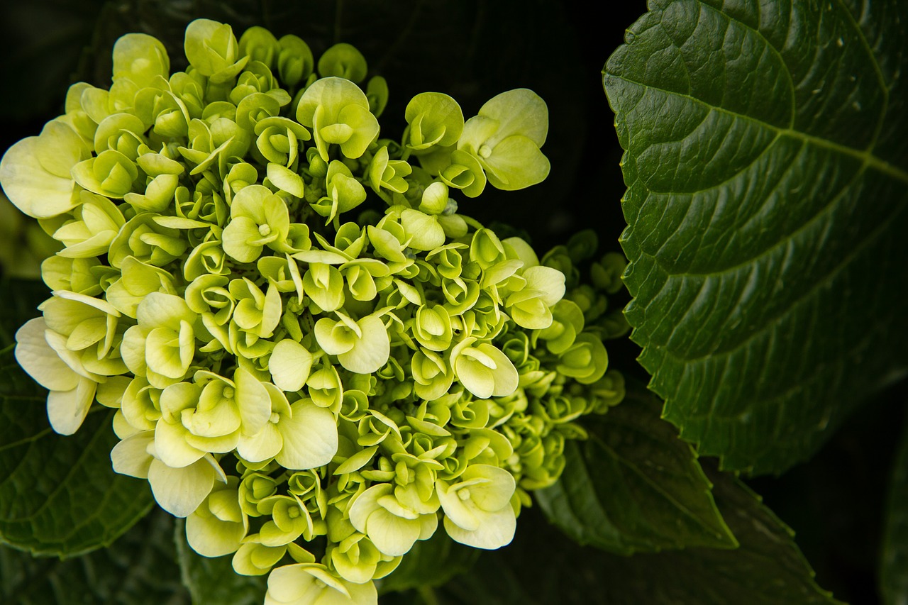 garden leaves floral free photo