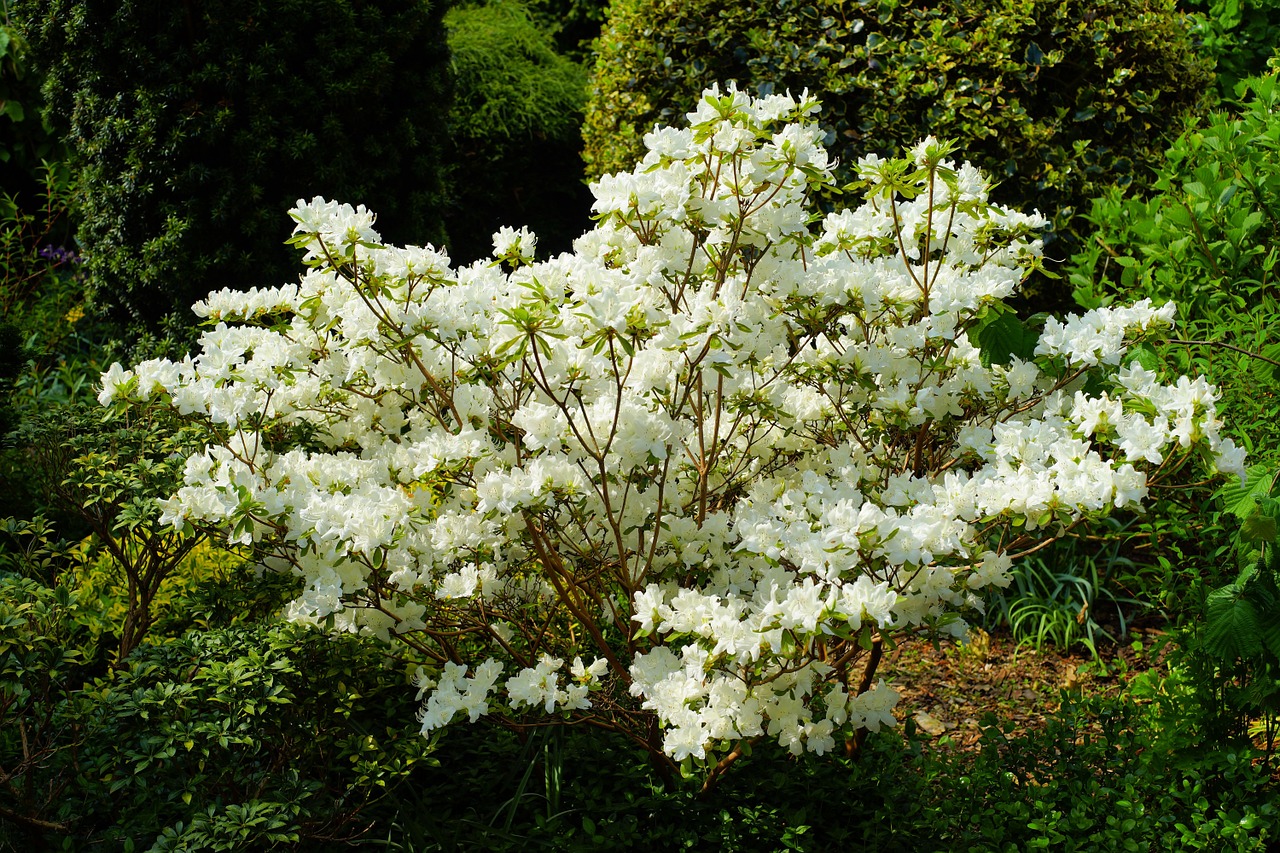 garden flowers bush free photo