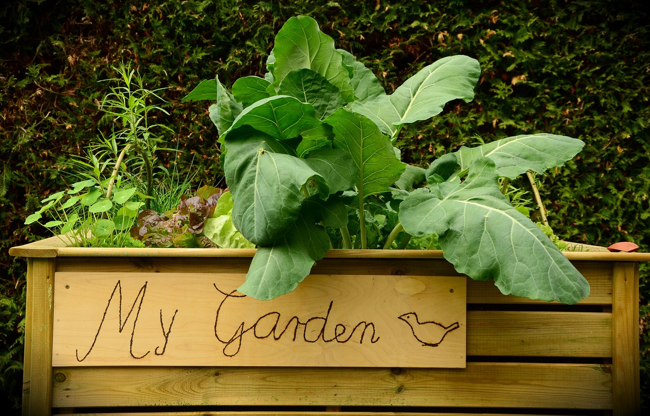 garden raised bed bed free photo