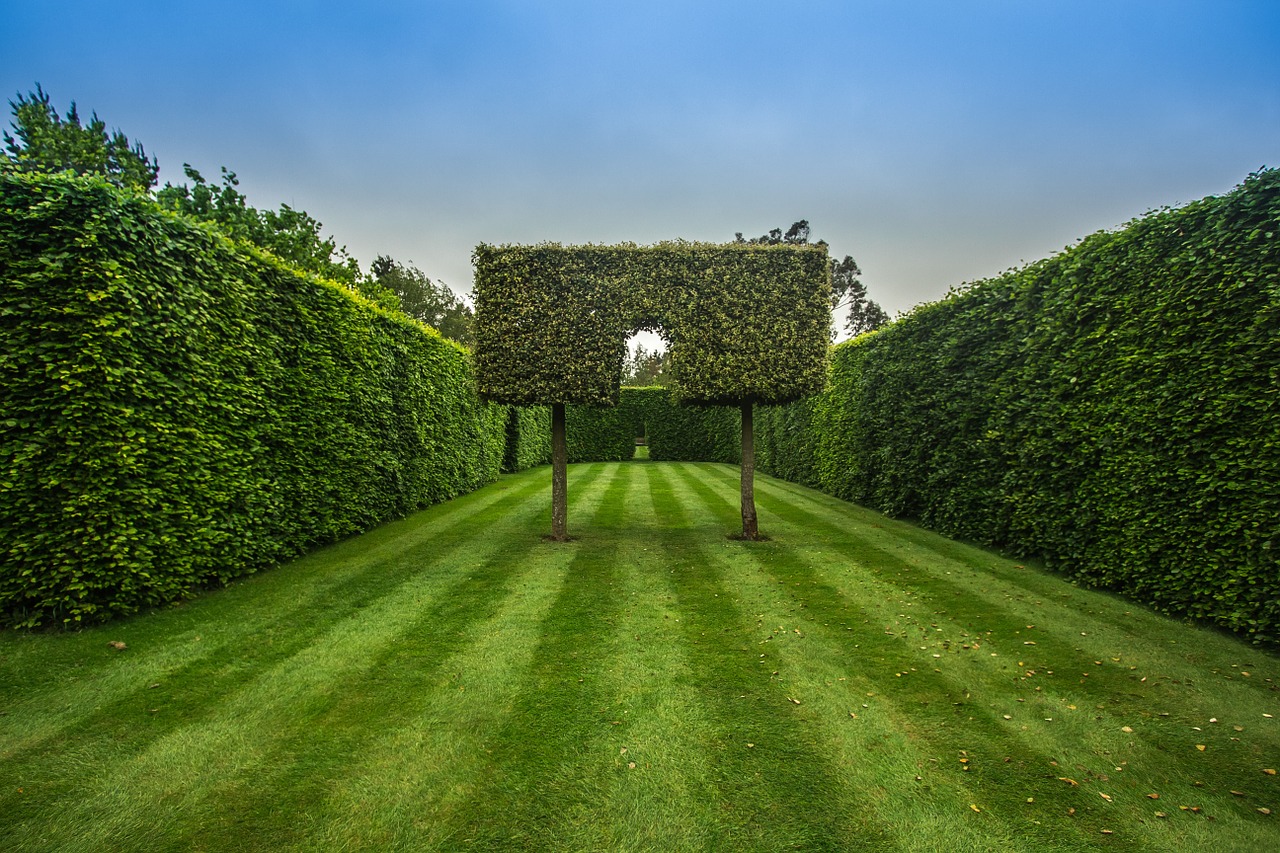 garden hedge green free photo