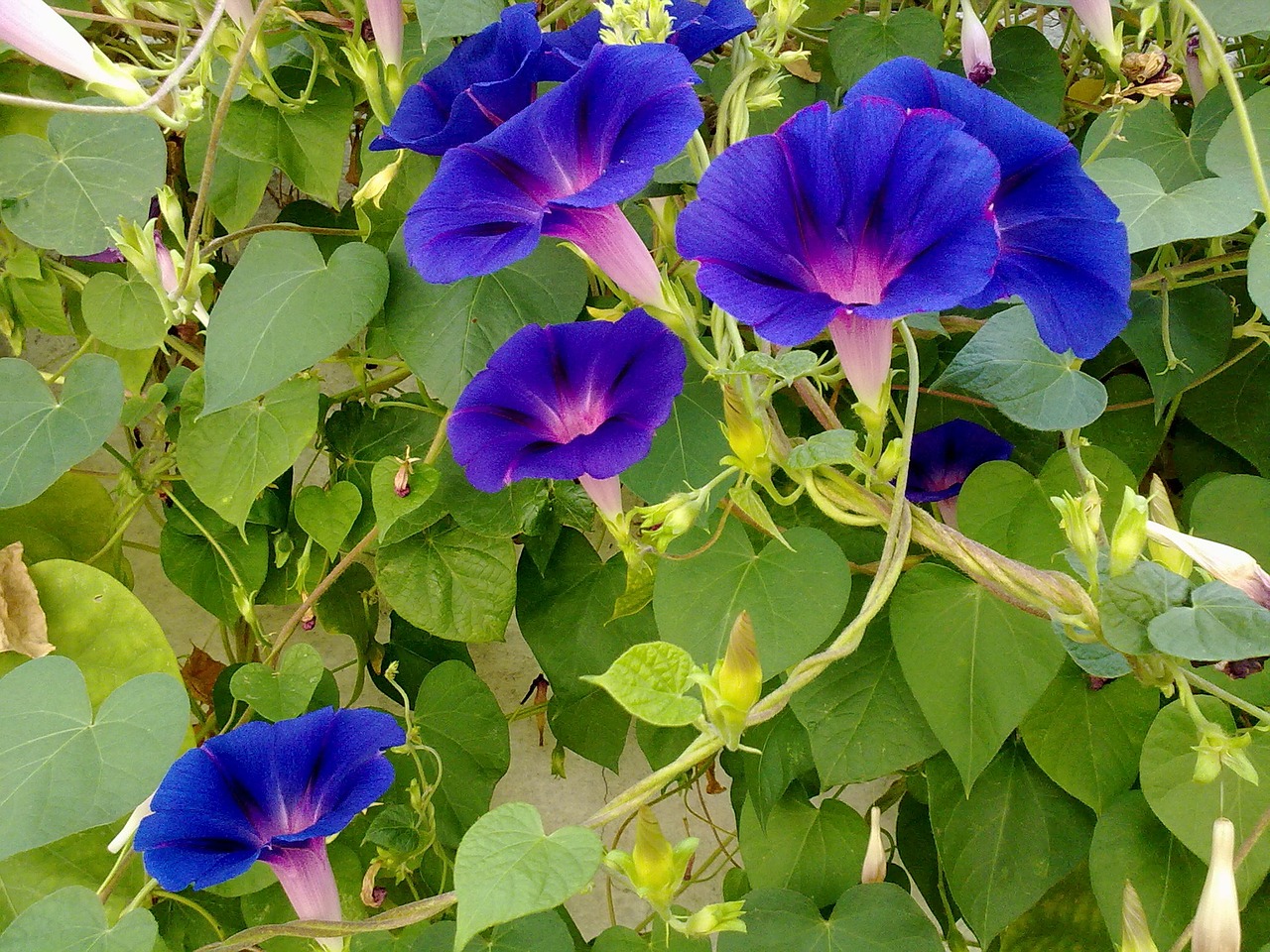 garden flowers blue free photo