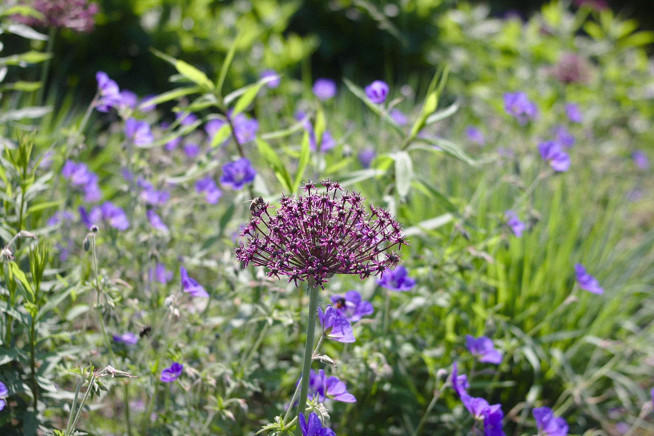 garden flowers blossom free photo