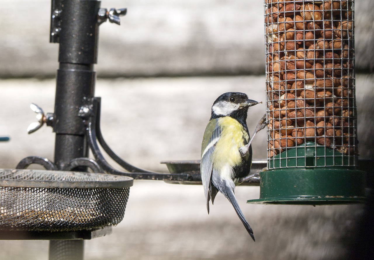 garden birds wind free photo