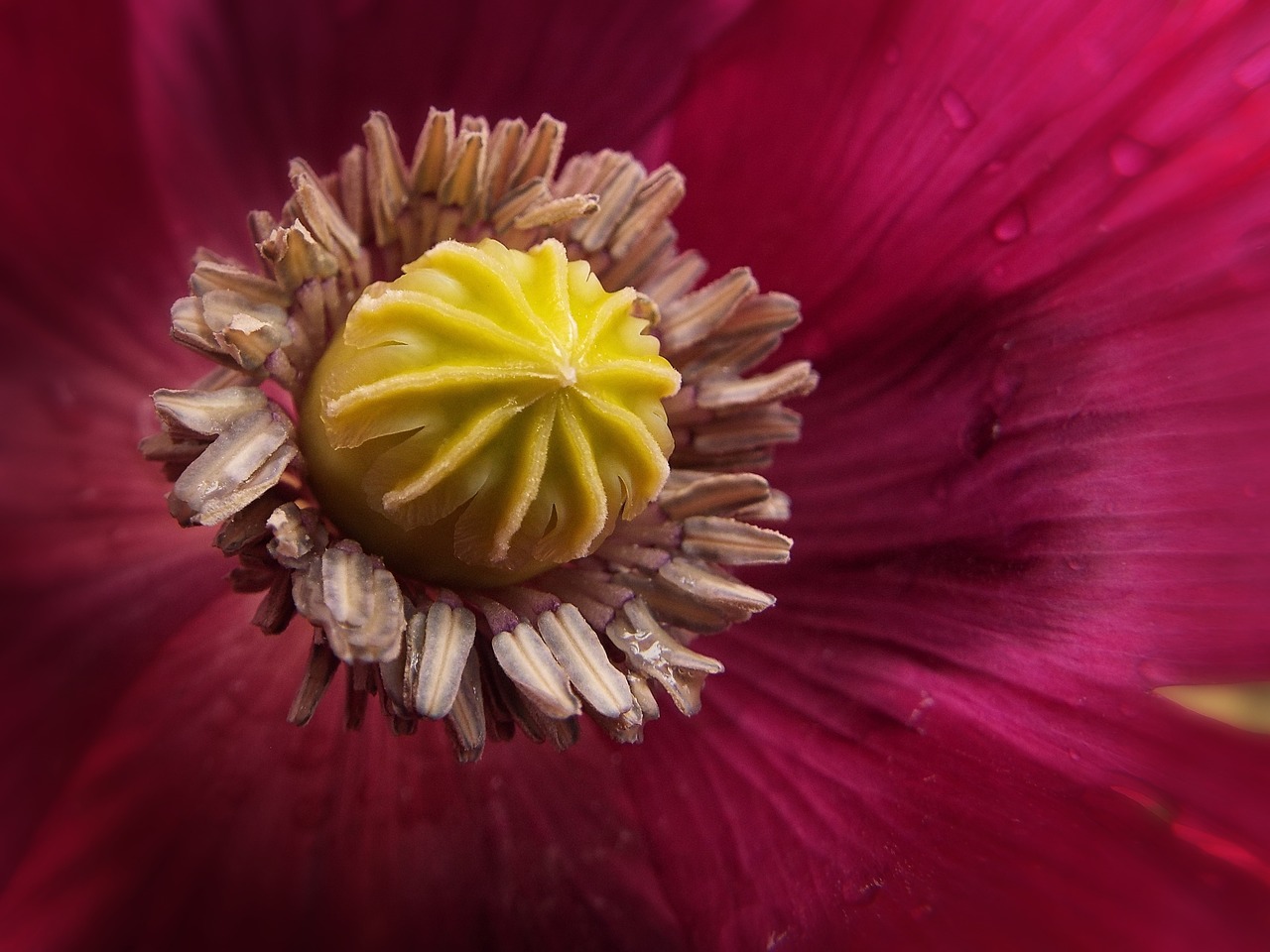 garden ornamental poppy detail free photo