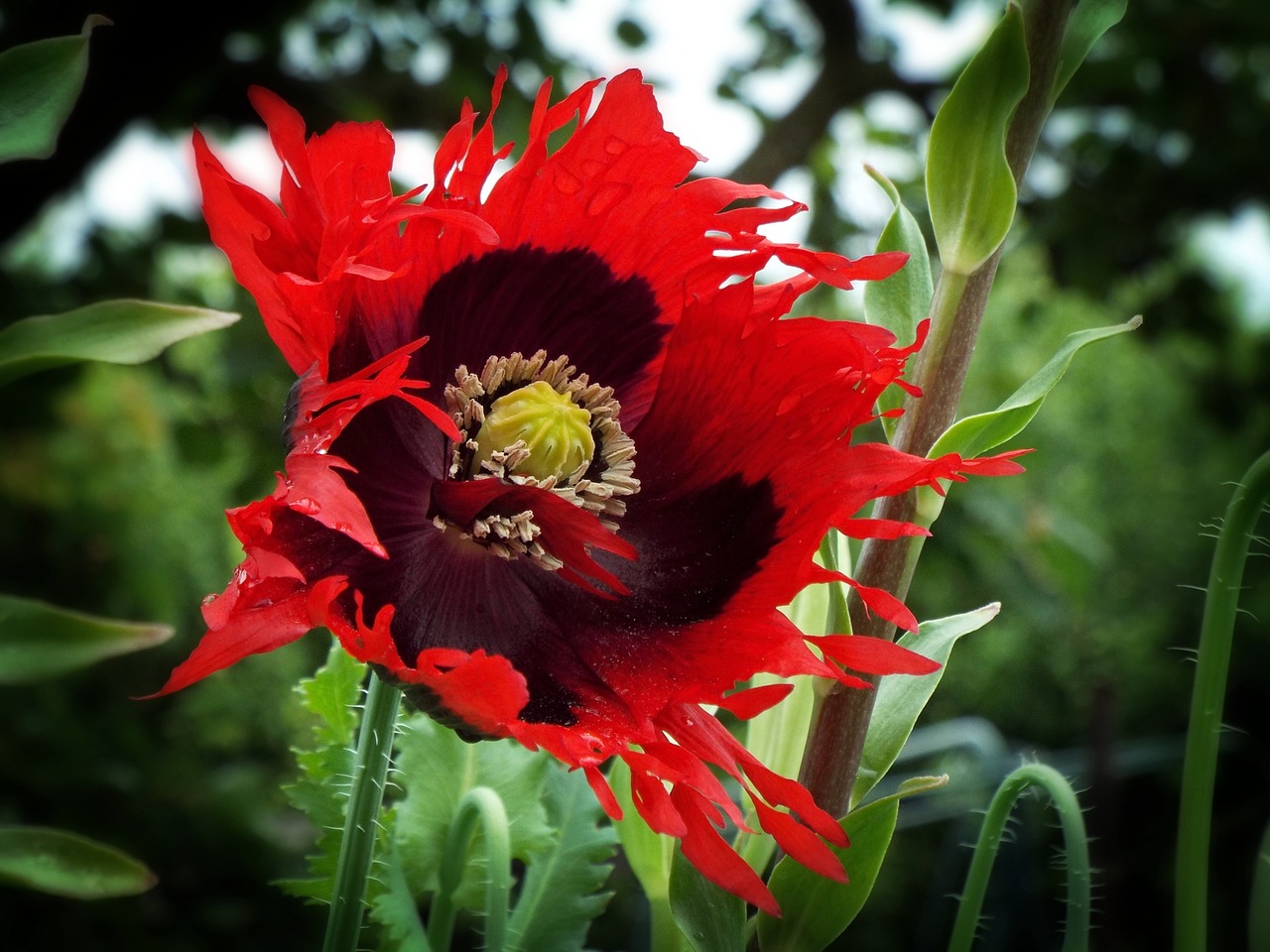 garden ornamental poppy flower free photo