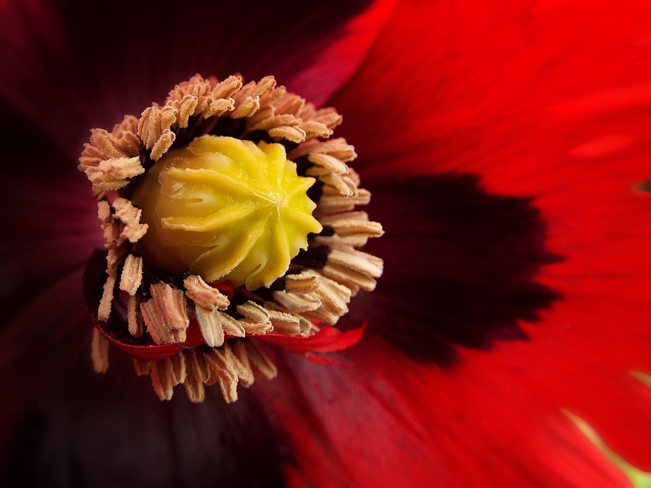 garden ornamental poppy detail free photo