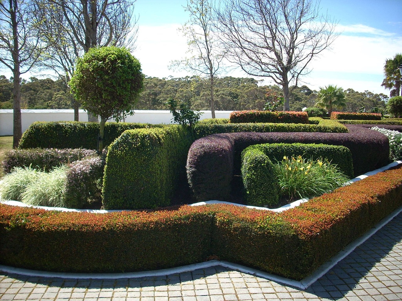garden hedge topiary free photo