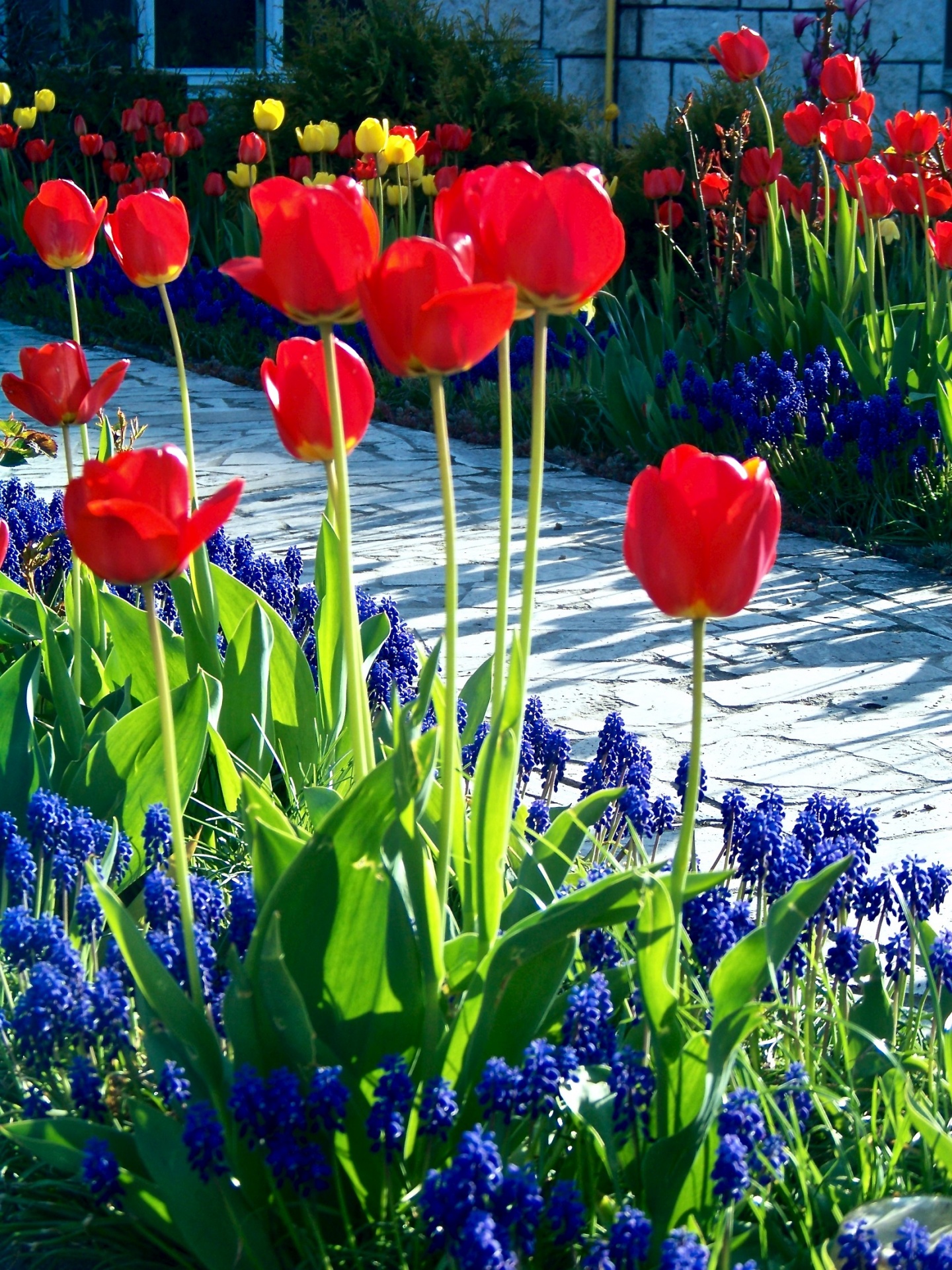 flowers floral tulips free photo