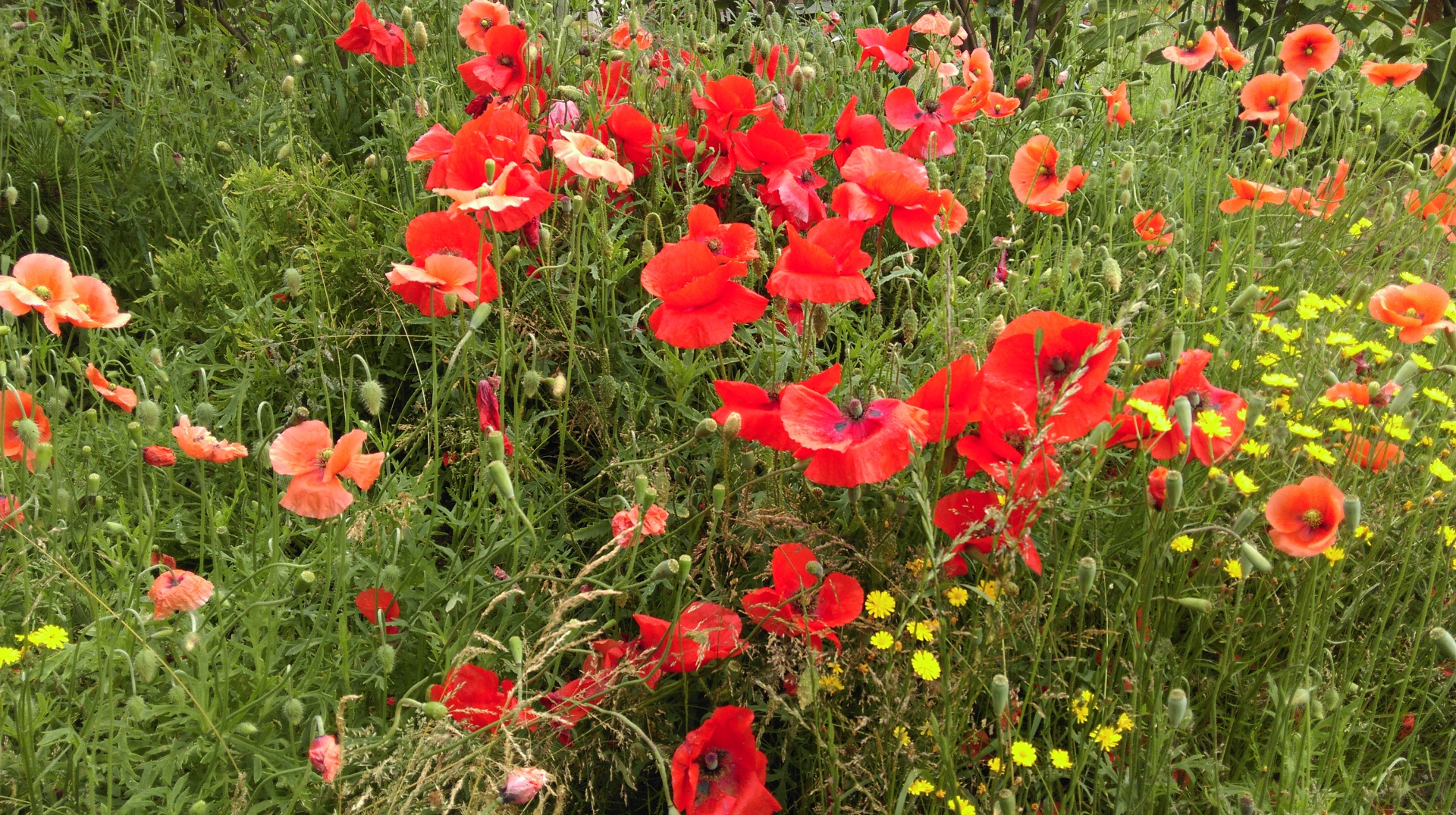 summer flowers garden free photo