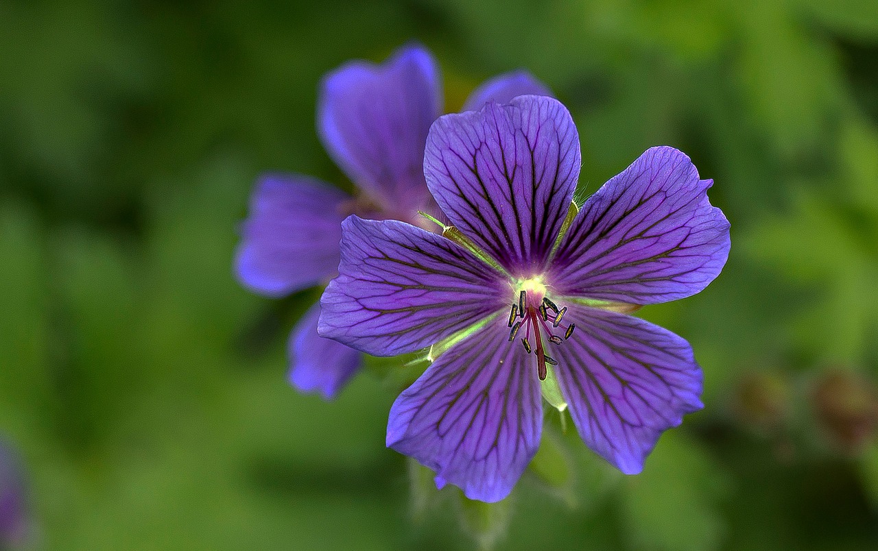 garden cranesbill flower free photo