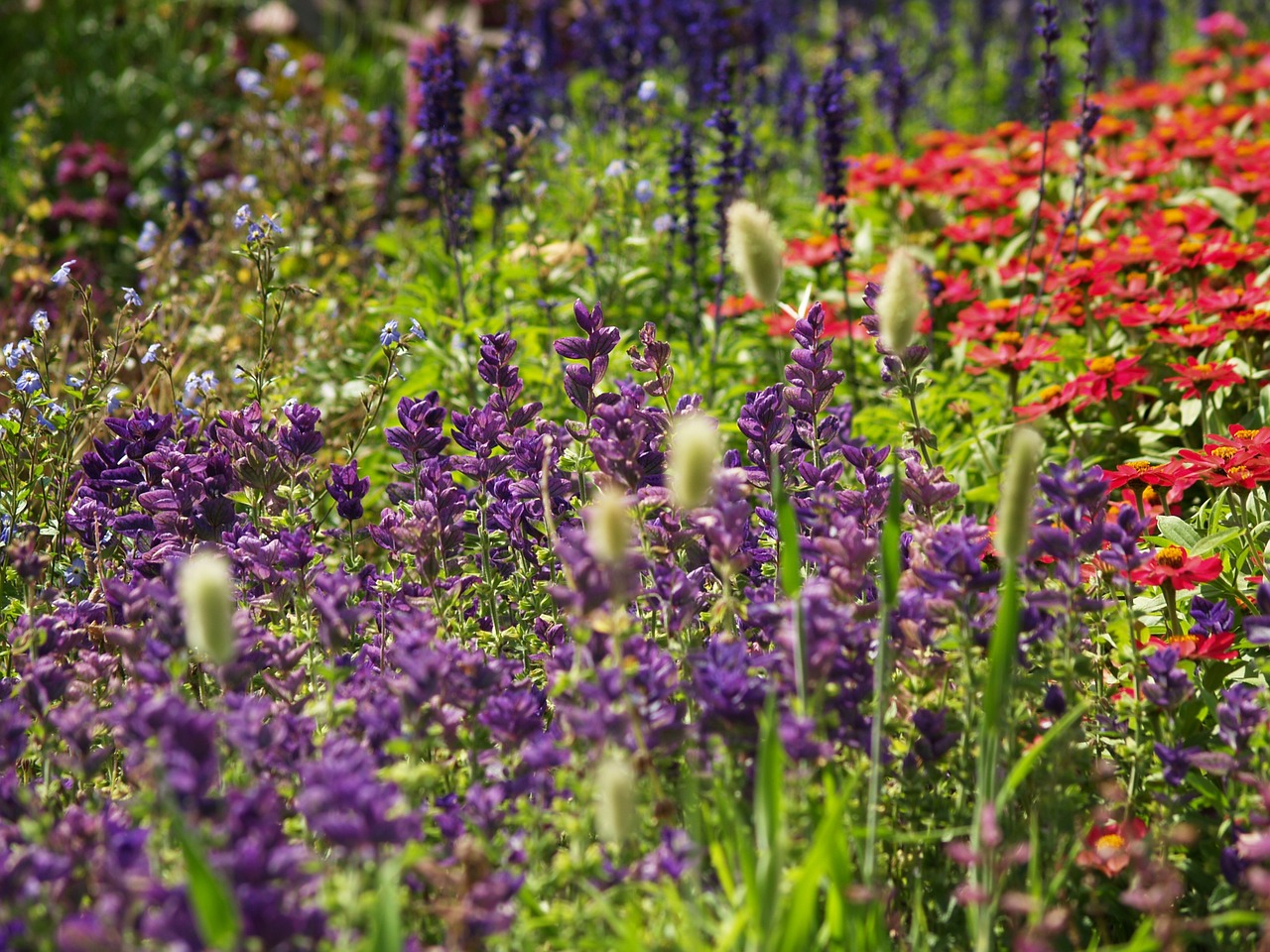 garden blossoming colored free photo