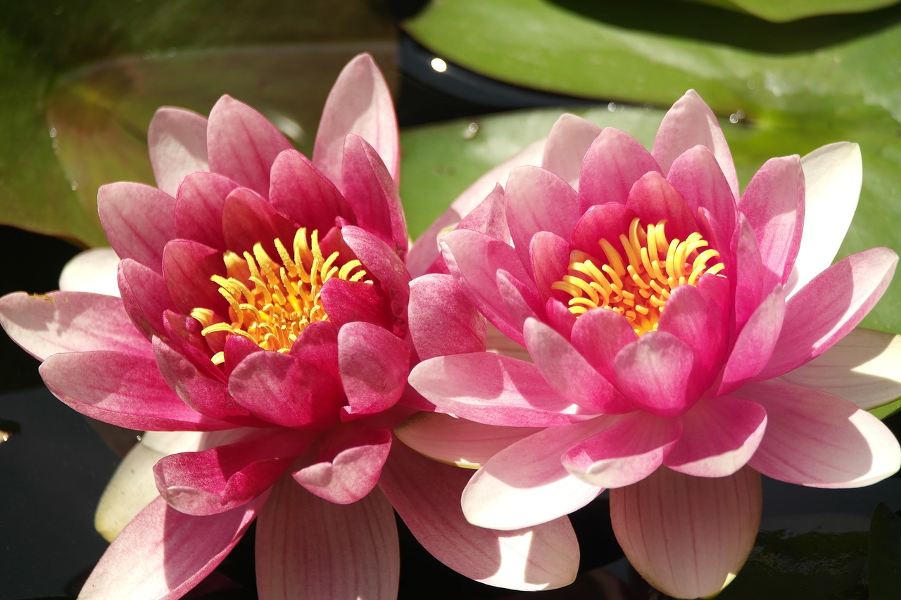 garden water lilies blossom free photo