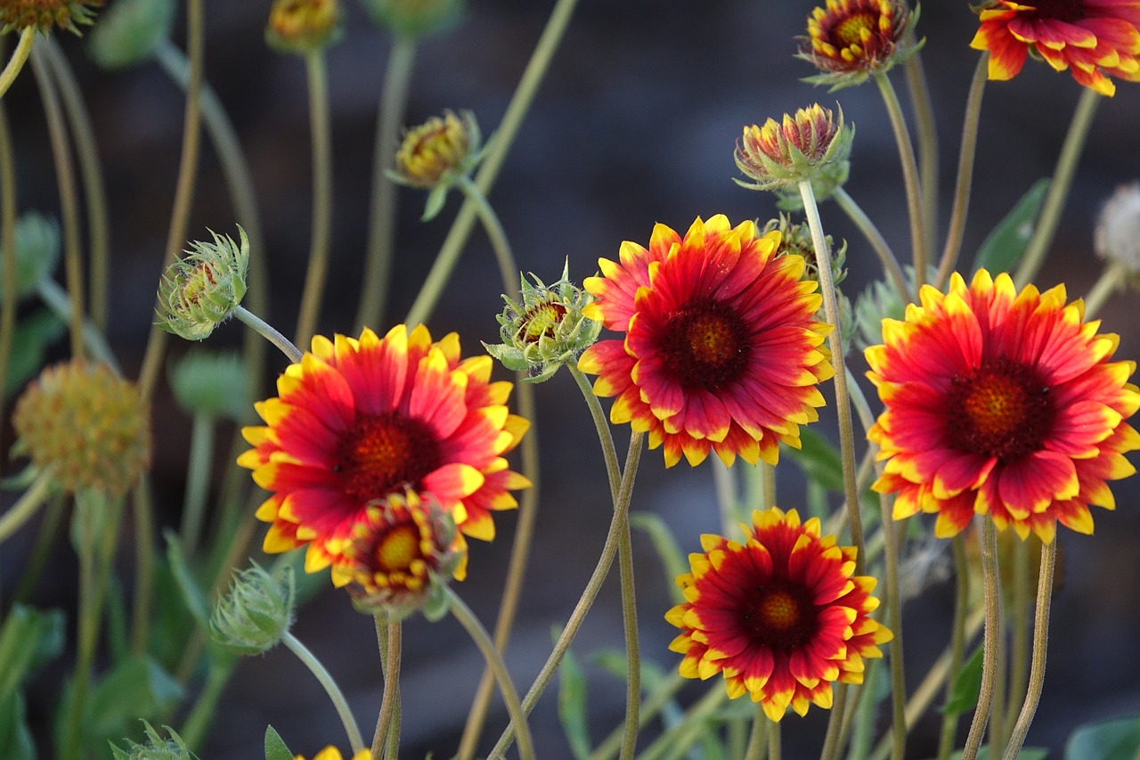 garden flower macro free photo