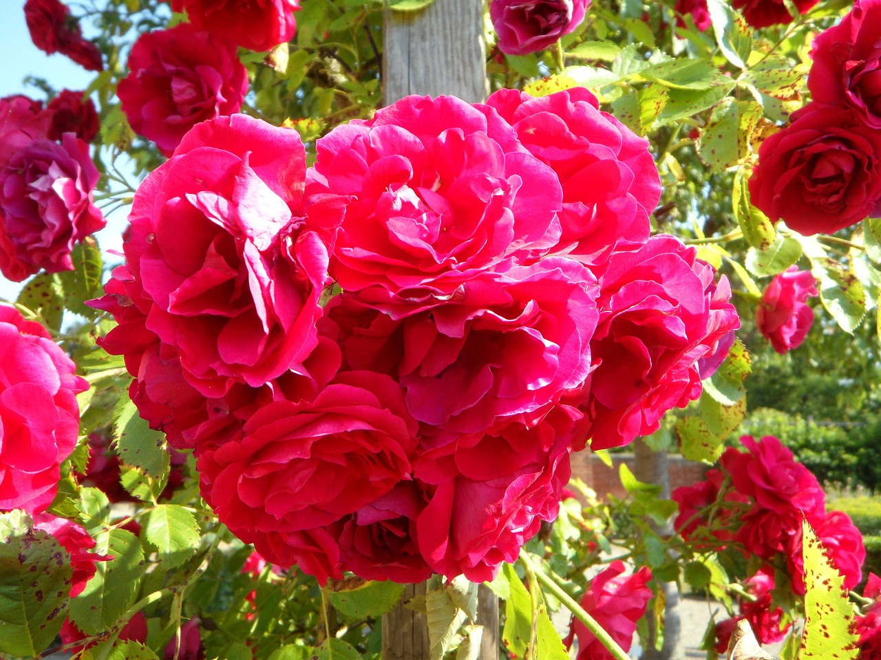 garden roses climbing roses free photo