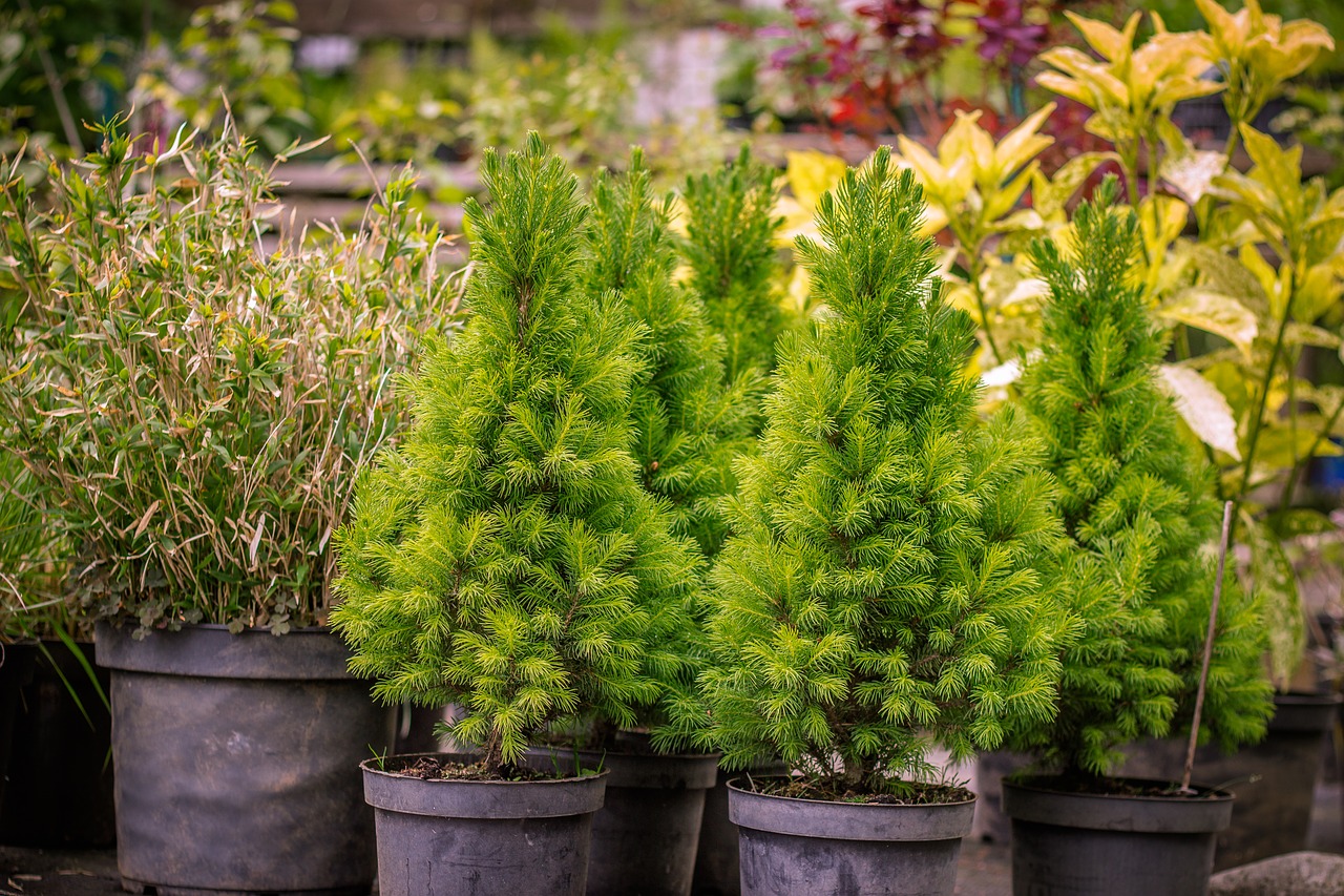 garden firs trees free photo