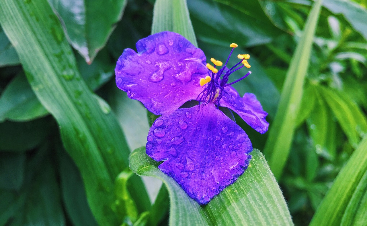 garden flowers spring free photo