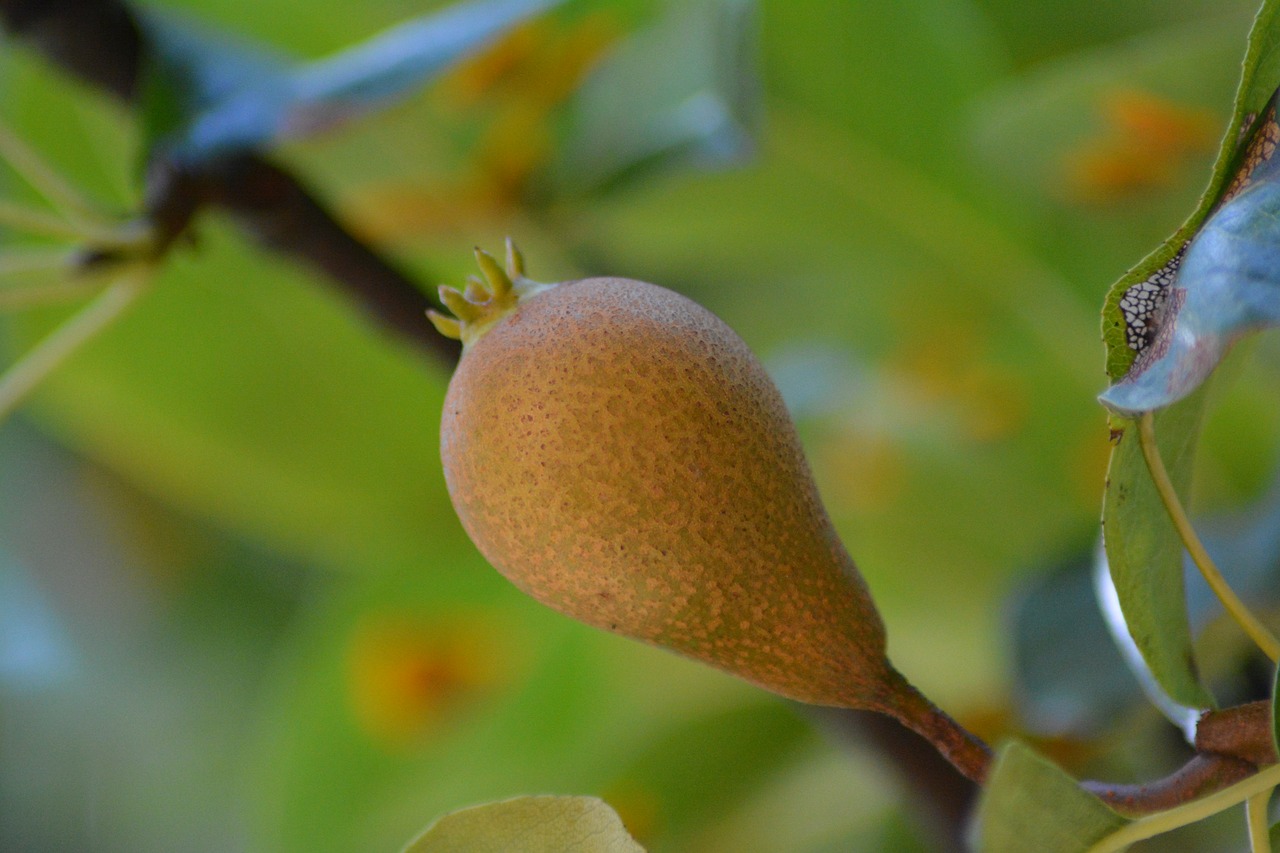 garden nature plants free photo