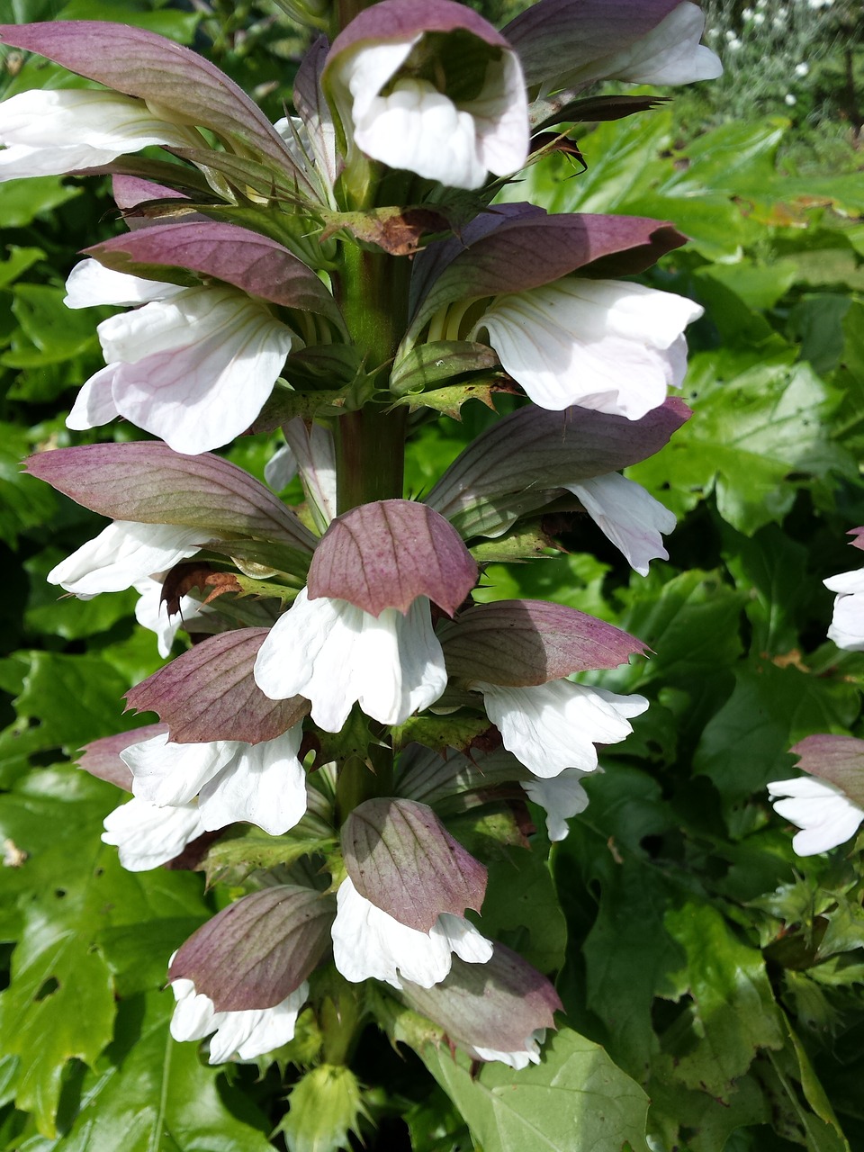 acanthus white-pink flowers dark green leaves free photo