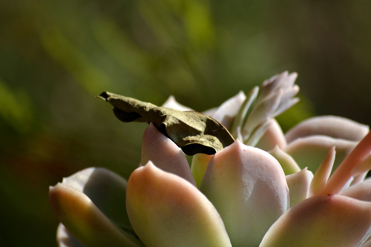 garden dry leave nature free photo