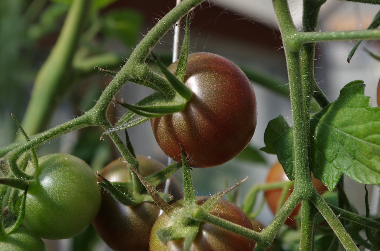 garden bush tomatoes free photo