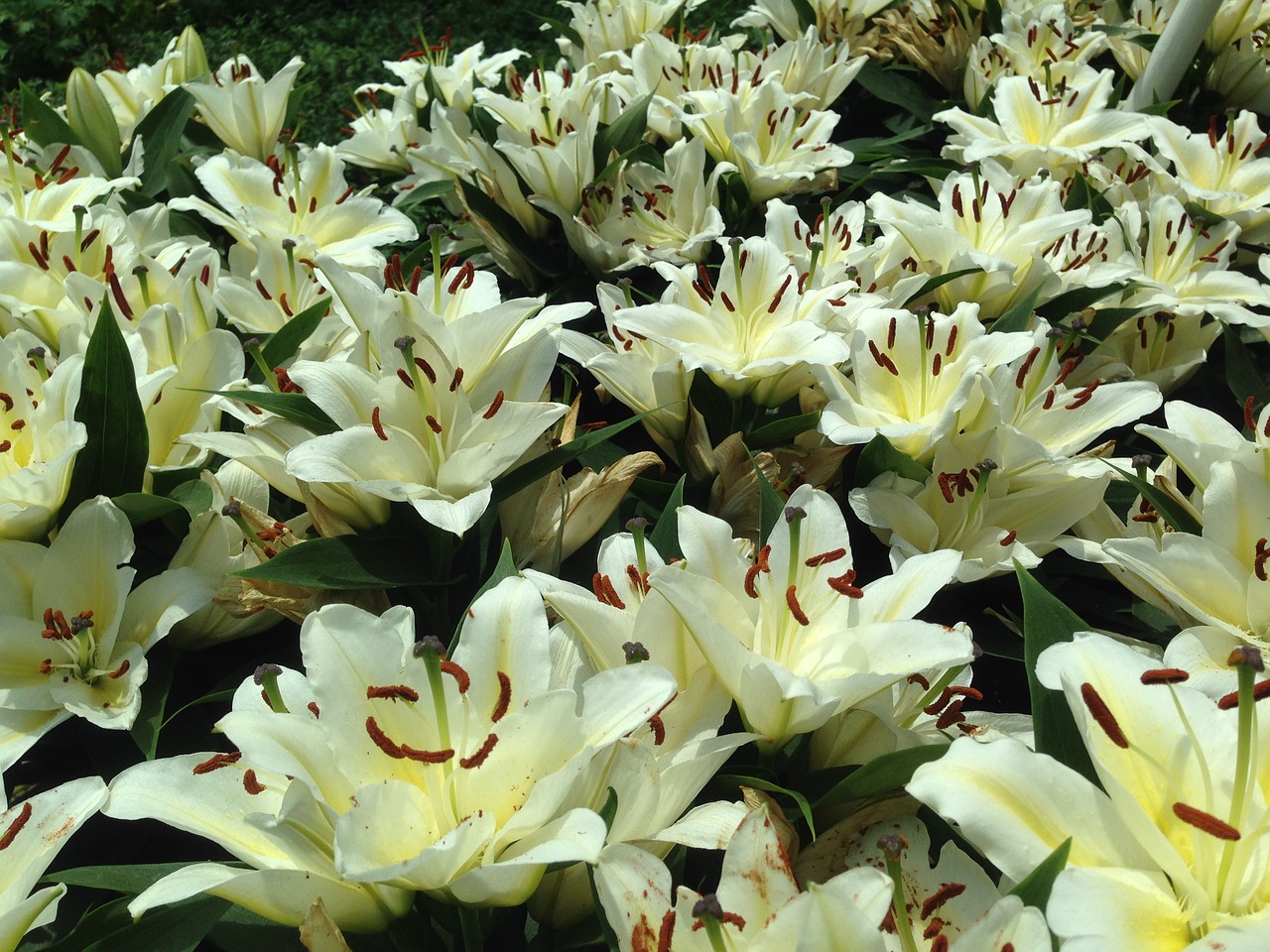 tropical flower white free photo